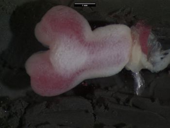 Media type: image;   Herpetology R-183271 Aspect: assulcate